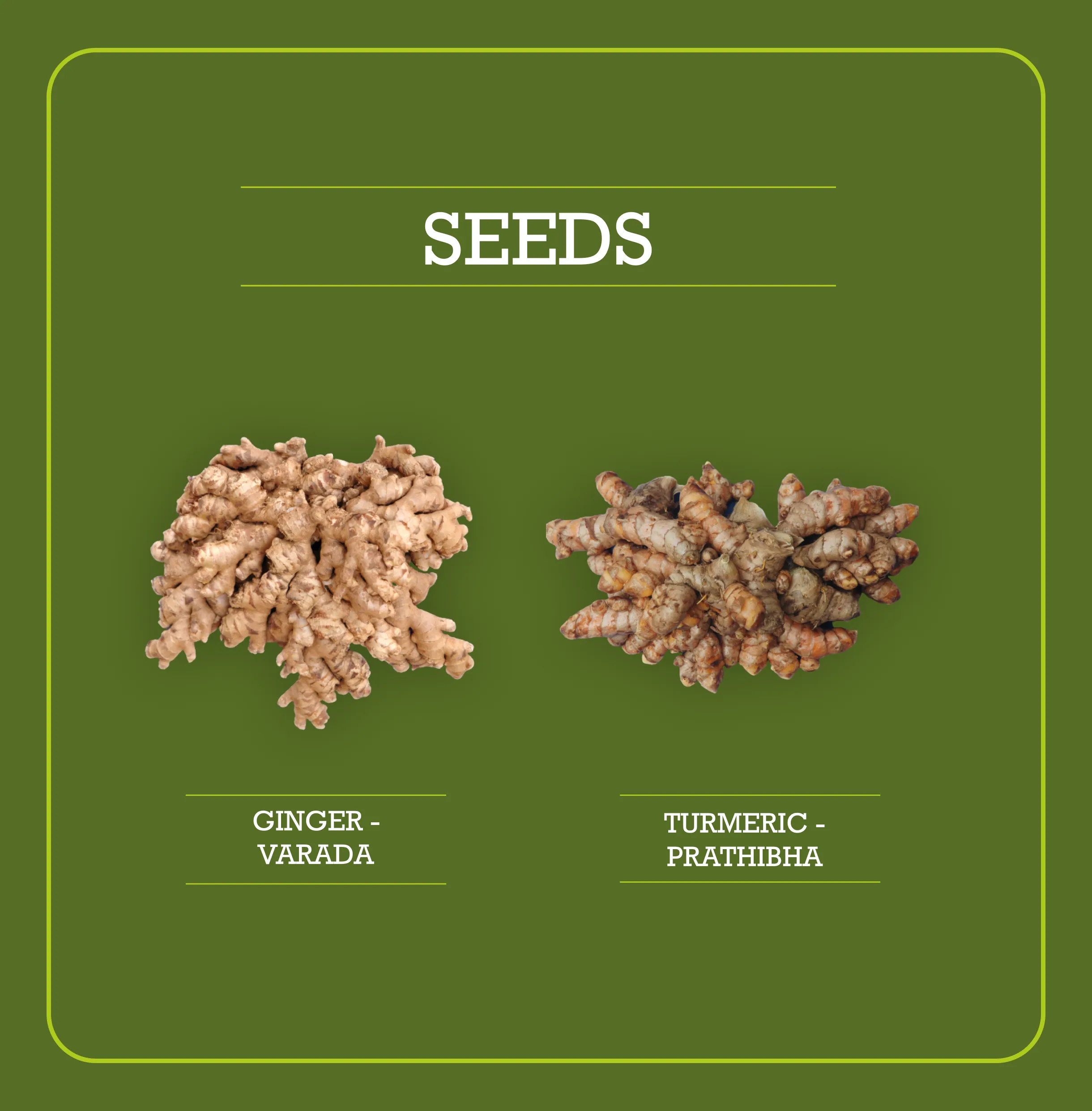Agriblossom Seeds